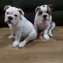Adopt a dog:$5,000 ANKC British Bulldog Puppies /British Bulldog//Younger Than Six Months,We are proud to announce KUBALAKAOS' first litter. It's been a long journey, hard work and dedication in being apart of breeding such an amazing breed of dog. These 7 beautiful strong babies are raised in a family home with other pets and an abundant amount of love and extra care.They have beautiful personality,they love kids and get along with other animals. The female is pure white and the male is the brindle and white.As we want nothing but the best for our babies, all will go to their new forever homes with:Up to date vaccinations & de-wormingMicrochipped & Vet health checkedPapers with ANKCPuppy pack including information, toys, bed, bowl and Blackhawk puppy kibble.Photo's really don't do our gorgeous little babies justice so will only be sold to good homes, no time wasters please!We only meet face to face to make to make sure our fur baby is going to the right home. We don't deal with banks as too many scammers out there today.If you're interested in becoming a potential owner and family member of the KUBALAKAOS clan,please call or text on******** 339. REVEAL_DETAILS ANKC Dogs NSW Breeder No.2100092145Kabulakaos