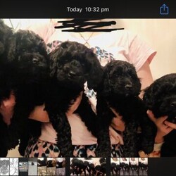 Adopt a dog:Cavapoos/Cavapoos/Female/8 weeks,2 Lovley chunky girls left,
cavapoos ,  mum can be seen she’s a lovley black & tan Kingcharles
Dad is red fox poodle 5th generation. Also nan and other members of litter can been seen . Puppys all been wormed up to date and our around children now . Will come microchipped  and I will pay for needles . Each puppy will come with puppy pack and 4 weeks free incurance any more photos or more information feel free to message me thank