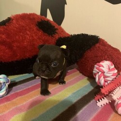 Adopt a dog:French bulldog puppies/French Bulldog//Younger Than Six Months,French bulldog pups1 cream male $50001 brindle female $4000Ankc registered dogs qldLocated QldWill have first vaccination, microchip, wormed , 6 weeks puppy insurance and pedigree papersBIN0005063366305Negotable on mainsReady to leave Feb 8th 2021