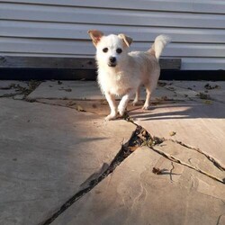 Adopt a dog:Brandy/Wire Fox Terrier/Female/Senior,ADOPTION APPLICATION

http://www.blue-tails.com/our-adoption-application.html

ADOPTION PROCESS

http://www.blue-tails.com/our-adoption-process.html

Brandy is a sweet little lady, 15 years young. She is very quiet and laid back, and enjoys following you around the house observing everything you are doing. She loves to be held in your arms but is not big on sitting on your lap, however, she does like to sit next to you. She loves to have her head and ears petted. She is crate trained, and for the most part potty trained. She is not one to tell you when she has to potty so as long as you take her out on a regular basis, she will not have any accidents in the house. When in her crate, she has never had an accident (she is crated while we are at work and at night to sleep). She loves being outside and her favorite activity is trying to catch lizards. She is great with other dogs, particularly those that are up in age without much energy (her and our 8 year old chi mix get along great). She is fascinated with our cats and runs to look for them. She is big on getting treats, especially cheese. She is an absolute doll for anyone looking for a loving, quiet, laid back companion.