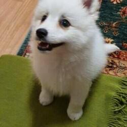 Japanese Spitz Is Available For Sale Dog The Love