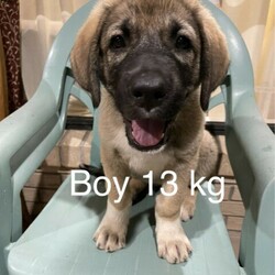 Adopt a dog:Anatolian shepherd ( Kangal)/Anatolian Shepherd Dog//Younger Than Six Months,We have a beautiful 1 male Anatolian shepherd(Kangal )puppy available .He is 9 weeks 5 days old now.Temperament: Self-Controlled, Protective, Independent, Alert, Sensitive, Calm.They are very friendly and good with kids.Date of birth-29/11/2020Both mum and dad amazing personalities.All puppies will come withMicrochippedVaccinationVet checkedDewormed at 2,4,6,8 weeksMicrochip number953010004902695I am Queensland registered breeder number-BIN0008177878592CRN number- 0271944