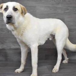 Adopt a dog:Benbrook~ Don Tono/Great Pyrenees/Male/Young,Isn't he just the prettiest thing you've ever seen? Don Tono is 1 year old Great Pyrenees that would love to be your new buddy! Sadly, Don Tono was surrendered because he kept escaping his previous owners yard. We don't know how tall the fence was in his previous home, but because he is such a big boy( he's 76 lbs!), Don Tono will need at least a 7