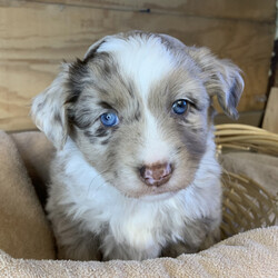 Beauty/Australian Shepherd/Female/,This darling girl is ready to be shown off to your friends! Beauty is a gorgeous female puppy that wants to light up your life. will have a nose to tail vet check and arrive with a current health certificate. She will love running around town with you doing errands or snuggling at home to relax. Beauty is eager to find her forever home. Don't miss out on this spectacular companion.