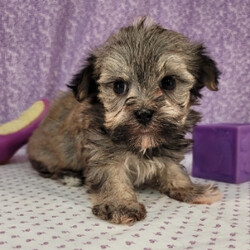 Zion/Havanese/Female/,Introducing Zion! She's a pampered and joyful little girl. Without a doubt, she'll be the favorite of your home in no time. Her favorite hobby other than playtime is spending time with you. When Zion arrives at her new home, she will have a nose to tail vet check and arrive with a current health certificate. Zion is an all-round healthy girl waiting for the perfect family to entertain. Wouldn't you love to have her? She can't wait to love you!