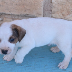 Corey/Jack Russell Terrier/Male/,How can you say no to this baby face? Corey is just as silly as they come. He is always trying to catch your eye with his puppy tricks. He will surely be the talk of your town, and he is just waiting for that perfect family to call his own. Corey will come home to you up to date on his puppy vaccinations and vet checks. Don't let this baby boy pass you by. He will be that perfect, fun-loving addition that you have been looking for.