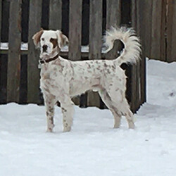Adopt a dog:Cooper/English Setter/Male/Young,Heart dog alert! Four year old Cooper is looking for a person to love unconditionally. Although he weighs in at 55 pounds, he would love to be a lap dog—if you’d let him. In the yard Cooper has workaholic intensity, keeping track of every bird and squirrel. But his off switch works well, so he transitions quickly to in-house behavior. Cooper is looking for a home where he can run in a yard with a 6-foot, no-climb fence to keep him safe and enjoy warm cuddles with his humans.

Cooper is the strong, silent type who rarely barks. He has not walked on a leash much, so that is a work in progress. Like most English Setters with strong prey drives, Cooper will likely never have enough recall to be an off-leash companion. He knows a few basic commands like “sit” and “stay.” Cooper is a hugger so people in his 