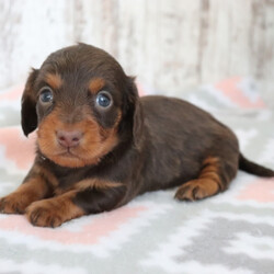 Corbin/Dachshund/Male/,Hi! My name is Corbin. I am super cute! I'm also super cuddly and my personality is somewhat bubbly. I'm anxiously waiting for my forever family. Could that be you? I love to play but I can also take a nap with you whenever you want me to. I will come up to date on my vaccinations and vet checked from head to tail. You will just want to have me in your arms all day. Oh! I just can't wait. Make me yours today! My bags are packed and ready to go!