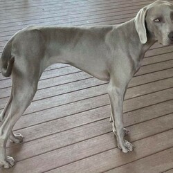 Silver Weimaraner (10 month old male dog puppy)./Weimaraner//Older Than Six Months,Pure bred Weim:Sadly our boy is in need of a new home. He is a super affectionate big pup who loves people. He is 10 months, microchipped, desexed, wormed and vaccinated. He loves playing fetch and cuddles. Good with kids. Toilet trained. He is best suited to an active family. Only those with experience with this breed considered.For further information please contact below.Pick up only, south-east suburbs Melbourne.O