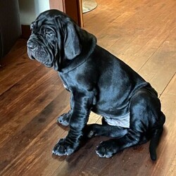 Neapolitan mastiff puppy/Neapolitan Mastiff//Younger Than Six Months,EOIPEDIGREE12 week old male -colour blackMicrochippedRegistration with ANKC