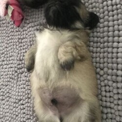 Adorable Pekingese puppies/Pekingese//Younger Than Six Months,We have a beautiful litter of Pekingese babies now looking for there forever homes. Most beautiful little back sleepers you will ever see ❤️. Pekingese are very placid dogs and make excellent lap dogs. Low barkers low shedders and remind us of rag doll cats they are so floppy and cuddley. The puppies come wormed every two weeks vaccinated microchipped and with pedigree papers. Pups will have started toilet training feeding on premium food and with there own little puppy packs. Ready to leave on the 13/04/21 we are taking deposits now to secure your baby. Please call or txt for all inquiriesBIN0000866183272Ankc 4100253225