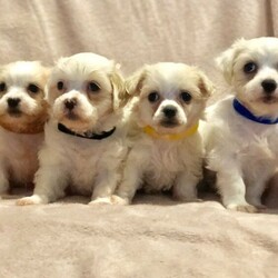 Adopt a dog:Maltese Puppies Ready Now!/Maltese//Younger Than Six Months,Gorgeous Maltese Puppies Ready now for theirnew homes. Fed premium food groomed regularlyand well socialised and wormed every two weeks.Toilet training has started and they will come microchipped, Vaccinated and vet checked.Will only be small in size with weights ranging between 800g-1.2kgsRegistered with Qld Dog Breeders CRM02718090009071392281 RPBA0271Please no time wasters or photo collectors serious buyers only will be responded to.Price- Males $2700Females $3100Delivery can be arranged. Please message which puppy your interested in and a contact number thanks.Maltese Shihtzu Poodle Cavoodle Shoodle Moodle