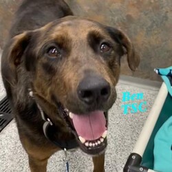 Ben TSC/Plott Hound/Male/Adult Adopt a dog:Ben TSC/Plott Hound/Male/Adult,