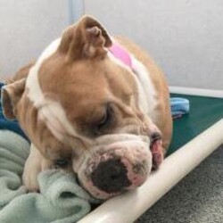 Adopt a dog:Harley/English Bulldog/Female/Adult,Harley is a 2 1/2 Olde English Bulldog who is just a HAM! She would do best in a home as an only pet and with older kids, she would love a home with a fenced in yard to run and play in. Her favorite things to do are play ball and lay in the sunshine.