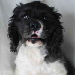 Anthony/Cocker Spaniel/Male/,Meet Anthony! He is sure to make your life complete with every puppy kiss and tail wag. He is a wonderful little guy who loves to cuddle, but also knows how to play and have a good time. Anthony will come home to you current on vaccinations and with our vet's seal of approval. Don't miss out on this one-of-a-kind puppy, as he will bring your family closer together with his infectious energy and warm heart!
