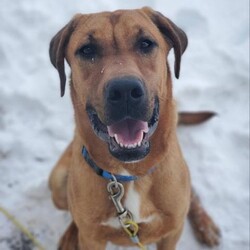 Whiskey/Shepherd/Male/Young Adopt a dog:Whiskey/Shepherd/Male/Young,
