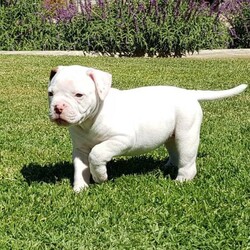 American Bulldog Puppies/American Bulldog//Younger Than Six Months,Gray’s American Bulldogs have 4 beautiful female pups available.They are currently 7 weeks old.We are looking for loving pet homes for them and they ready to go to their new homes at 8 weeks, from 8/4/21.Breeder No: DACO148734We are one of the longest standing American Bulldog Breeders in Australia.Our pups we have bred have gone to many happy families both here in Australia and overseas.We are dedicated to the breed, we breed to Breed Standard, and keep our dogs true to type for more than a decade.SIRE is USA Dual CH. CHASTEEN's Far Beyond Driven … “Pantera”DAM is GRAY's Red Hot Ruby … “Ruby”Both Sire & Dam of these puppies are raised in family environment with children.Both Sire & Dam have been health tested and have many generations of Hip Testing.These puppies are NCL and Ichthyosis CLEAR (by parentage).These puppies have been raised in a family environment with children.These pups will be registered with ABRA: AB25600-17.These pups were vaccinated, micro-chipped, & vet checked at Noahs Crossing Vet Clinic, Two Wells, SA. They are also wormed and comes with a written health certificate.We are located in South Australia and we can arrange transport Australia wide.Please view more info on our websitehttps://www.graysamericanbulldogs.com/Feel free to visit us on facebookhttps://www.facebook.com/grays.americanbulldogs/Microchips:991003000335000991003000334034991003000334029991003000334030