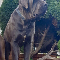 Neapolitan Mastiff puppies 8 weeks old and ready to go./Neapolitan Mastiff//Younger Than Six Months,9 x beautiful Neapolitan Mastiff puppies5 boys and 4 girls.Mum is Blue Brindle and Dad is blue. Both parents a great family pets and protectors.Both parents were purchased as pure breeds but do not have pedigree papers.All puppies are Blue with minimal brindle markings.Puppies have been raised on a premium dog food and wormed every 2 weeks since birth.They come vet checked, vaccinated and microchipped.991003001343838991003001343839991003001343840991003001343841991003001343842991003001343843991003001343844991003001343845991003001343846The Neapolitan Mastiff was developed in southern Italy as a family and guard dog. Today this massive breed is known as a gentle giant.Neapolitan Mastiffs may not be the best choice for novice dog parents or apartment dwellers. Their massive size means they need space and confident training to thrive. However, if you can handle their needs and a bit of drool, you’ll find an affectionate, loyal companion who loves the whole family!While their appearance is unnerving, looks are deceiving. The Neo, as they're often nicknamed, has a reputation for being an affectionate 80kg lapdog. This is a constant guardian with an intimidating stare that they direct toward strangers, but they're far from being a fighting dog. Steady and loyal, their primary goal is to be with their people. They'll defend them with ferocity if need be, but they're typically not aggressive without reason.These little puppies will make a perfect companion for any family.Register breeder number: RPBA 1274