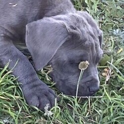 Neapolitan Mastiff puppies 8 weeks old and ready to go./Neapolitan Mastiff//Younger Than Six Months,9 x beautiful Neapolitan Mastiff puppies5 boys and 4 girls.Mum is Blue Brindle and Dad is blue. Both parents a great family pets and protectors.Both parents were purchased as pure breeds but do not have pedigree papers.All puppies are Blue with minimal brindle markings.Puppies have been raised on a premium dog food and wormed every 2 weeks since birth.They come vet checked, vaccinated and microchipped.991003001343838991003001343839991003001343840991003001343841991003001343842991003001343843991003001343844991003001343845991003001343846The Neapolitan Mastiff was developed in southern Italy as a family and guard dog. Today this massive breed is known as a gentle giant.Neapolitan Mastiffs may not be the best choice for novice dog parents or apartment dwellers. Their massive size means they need space and confident training to thrive. However, if you can handle their needs and a bit of drool, you’ll find an affectionate, loyal companion who loves the whole family!While their appearance is unnerving, looks are deceiving. The Neo, as they're often nicknamed, has a reputation for being an affectionate 80kg lapdog. This is a constant guardian with an intimidating stare that they direct toward strangers, but they're far from being a fighting dog. Steady and loyal, their primary goal is to be with their people. They'll defend them with ferocity if need be, but they're typically not aggressive without reason.These little puppies will make a perfect companion for any family.Register breeder number: RPBA 1274