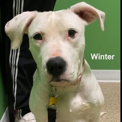 Adopt a dog:Winter Solstice/Pit Bull Terrier/Female/Adult,Winter is a very special girl. She was pregnant when she arrived at the rescue. Her 13 babies, yes 13, have all gone to their forever homes and she is more than ready to find a home of her own. Part of what makes this girl so special is that she is deaf. Being in a shelter environment and not being able to hear is very stressful for her. Winter can be quite wary and and come off as not liking people in the beginning, but once you have been properly introduced and have earned her trust, she will flip on her back and beg for tummy rubs. Deaf dogs are like any other dogs when it comes to training. You simply need to find a common language between the two of you. We have started working with her on some hand signals to help develop that common language . She is a very sweet girl who enjoys toys, belly rubs and car rides. Let us know if you would like to be introduced to Winter.





AHeinz57 Pet Rescue and Transport is a 501c3 no-kill animal rescue located in De Soto, Iowa. Our pets are located at our facility and in foster homes around Central Iowa. We do adopt to out of town applicants, however we do require new family members be picked up in person. 



If you are interested in meeting one of our adorable adoptables, the first step in our process is to complete an adoption application. To complete an application or read more about our adoption process, please visit our website:



https://www.aheinz57.com/adopt-a-pet/adoption-process/

Our adoption fees are:



$300 - Puppies (up to 6 months)



$195 - Dogs age 6 months - 7 years



$100 - Senior Dogs (age 8 and up)



$200 - Bonded Buddies



$100 - Kittens (up to age 6 months)



$150 - 2 Kittens



$60 - Cats age 6 months and up



$90 - 2 Cats



For the most up-to-date listing of adoptable animals, please visit our website: https://www.aheinz57.com/adopt-a-pet/



Thank you for considering adopting a rescue animal!