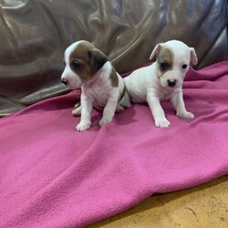 Jack russell puppies/Jack Russell Terrier//Younger Than Six Months,Beautiful jack russell puppies, really friendly and will brighten up your day.Amazing temperment and both parents are Good with other animalsMicrochipped, vet checked, vaccinated, wormedRegistered breeders NCPI:9002502