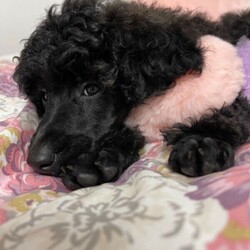 Mini Black Velvet Miniature Poodle Puppies///Younger Than Six Months,Gorgeous Black Velvet Purebred Miniature Poodle Puppies2 Girls Available.These girls are super sweet and friendly, love cuddles 