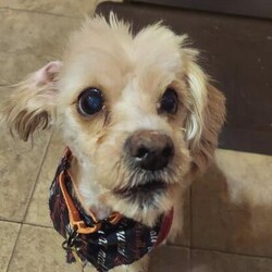 Adopt a dog:me/Maltese/Male/Senior,Hi, I'm Wrigley, and I'm an 11 yo Maltese mix who's best friends with Lexi. Some may call us 'super seniors', but we still like to zoom around the home occasionally and play like the good ole' days. We don't mind things called 'cats', or even bigger dogs, but aren't afraid to let them know if they've stepped over the line. I like to 'voice my opinion' occasionally, but am a good boy who enjoys being a busybody on the move. Some of my favorite things are when my people give me treats, take me for walks, and when I try to wriggle in between Lexi and her favorite lap spot. Just like Lexi, I enjoy doing my 'business' outside, and don't mind going in the kennel for a little peace and quiet - but if given the chance, I'd sure like to share the bed with my people. Having seen it all at this point, not much startles me anymore, I even don't mind baths or blowouts (although I think it's a ploy by Lexi to make me look fancy). I just enjoy the companionship of my good friend, Lexi, and people who will love me. We would both like to find a loving home together, with people who can give us all the snuggles and care we so deserve in our golden years. 

If you are interested in Lexi and Wrigley, please apply at: AHeinz57.com