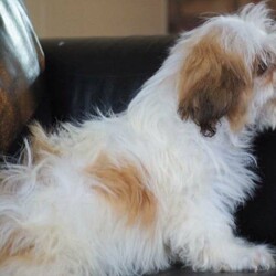 Adopt a dog:Maltese x shihtzu/Maltese//Younger Than Six Months,Registered with Dog Breeders Qld 4100235537 exp 12/2021QLD BIN 0001059673031Puppies 8 weeks old femaleFull vet health check completedfirst vaccinationmicrochippedworm treatments completed12 week old red and white male2 vaccinationsfull vet health checkmicrochippedthis beautiful little girl and boy are ready for their forever homes now.able to arrange transport at buyers expense Melbourne $280 Sydney $260