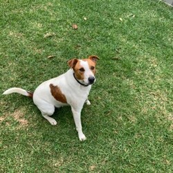 Jack Russell Terrier/ Mini Foxie Cross/Jack Russell Terrier//Older Than Six Months,-2 years old-Healthy dog-Very active and friendly dog