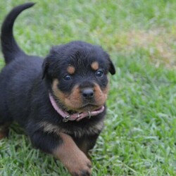 Adopt a dog:Purebred Rottweiler Puppies/Rottweiler//Younger Than Six Months,All enquiries to Chad on ******** 755 REVEAL_DETAILS •Registered Breeder Membership Number DACO177451•RPBA3434•Puppies were born 11/03/2021 and will be ready for their new homes from 06/05/2021•5 Female•8 Male•Puppies will be wormed, vaccinated and microchipped•Puppies DO NOT come with papers•Both parents are up to date with their vaccinations and have been checked for hip dysplasia•$3,000.00 each
