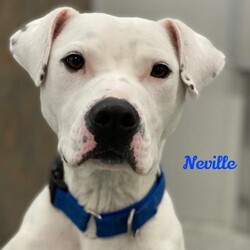 me/Mixed Breed/Male/Adult Adopt a dog:me/Mixed Breed/Male/Adult,At 45 lbs in weight Neville is a medium sized dog. He is tall and lean. He is 2 years old and is a very sweet boy. Two things are on his list of favorites. Sitting with you to get some loving and playing ball. He loves ball! He is an active dog that will need a family that is match for his energy level. Whether it be hiking or running he would love the challenge. He would probably do best as an only dog. He loves to run the fence with others here at the rescue but really likes his space and has been known to set boundaries with other dogs. He does fine with cats and kids. He will need a 6 ft. Privacy fence.
AHeinz57 Pet Rescue and Transport is a 501c3 no-kill animal rescue located in De Soto, Iowa. Our pets are located at our facility and in foster homes around Central Iowa. We do adopt to out of town applicants, however we do require new family members be picked up in person.
If you are interested in meeting one of our adorable adoptables, the first step in our process is to complete an adoption application. To complete an application or read more about our adoption process, please visit our website:
https://www.aheinz57.com/adopt-a-pet/adoption-process/
Our adoption fees are:
$300 - Puppies (up to 6 months)
$195 - Dogs age 6 months - 7 years
$100 - Senior Dogs (age 8 and up)
$200 - Bonded Buddies
$100 - Kittens (up to age 6 months)
$150 - 2 Kittens
$60 - Cats age 6 months and up
$90 - 2 Cats
For the most up-to-date listing of adoptable animals, please visit our website: https://www.aheinz57.com/adopt-a-pet/
Thank you for considering adopting a rescue animal!