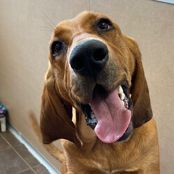 Adopt a dog:Maya/Bloodhound/Female/Young,- Energetic girl who loves going on walks and running around with toys 

- Knows sit and is happy to show you for treats 

- May take her a minute to get used to new dogs but she has played well with other dogs in the past 

- May do best in a home with no cats 

- Has a history of not wanting to be disturbed while enjoying special chews, food and any other items she values that are in her possession; looking for a family who understands and is willing to work with her on that 

- Needs an adults-only home right now 

- Adopters will meet with a member of our behavior team before taking her home to discuss her history and how to set her up for success 

The ARL's shelter software requires that we choose a primary breed for our dogs. Visual breed identification in dogs is unreliable, so for most dogs we are only guessing at primary breed. We get to know each dog as an individual and do our best to describe each of our dogs based on personality, not breed label.
 Primary Color: Red Weight: 77.3lbs Age: 1yrs 0mths 2wks Animal has been Spayed