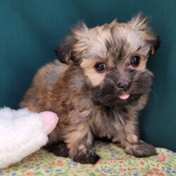 Serena/Havanese/Female/,Meet Serena! Isn't she just gorgeous? This little girl will definitely brighten up your days. She will be the talk of the town. Wouldn't you just love to make this sweet pup yours today? Serena is more than ready to shower you with all of the love she has to offer. Serena will have a nose to tail vet check and arrive up to date on her vaccinations. Make Serena a part of your family and you will not be able to imagine your life without her.