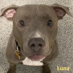 Luna Bragg/Pit Bull Terrier/Female/Adult Adopt a dog:Luna Bragg/Pit Bull Terrier/Female/Adult,