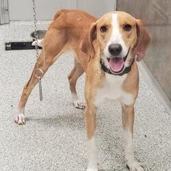 Sparky/Hound/Male/Adult Adopt a dog:Sparky/Hound/Male/Adult,