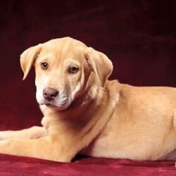 me/Labrador Retriever/Female/Baby Adopt a dog:me/Labrador Retriever/Female/Baby,