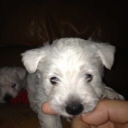 Beautiful Purebred Puppies/West Highland White Terrier/3 males, 2 females/Birth: Thursday, June 18, 2015,We have 5 beautiful purebred wesities, which are West Highland Terriers. Born: 18.06.2015. 3 Males and 2 Females. The pictures are from the last litter. The puppies are able to go home early August.

Please contact via email or phone.
Mobile: 0424488671