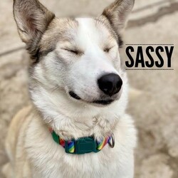 Adopt a dog:Sassy/Husky/Female/Young,Sassy is one special little lady! Her life before coming to Iowa was rough for her, she is learning to trust and learn that human touch is ok. Sassy does take some time to warm up to you but once she knows she is safe you will be her best friend! She is still a little leery on her neck and back end getting touched but she has come so far with learning it's ok to get pets and lovens. Sassy will need a home with older children who will understand it will take her some time to get use to a new situation and environment. Her estimated date of birth is 01/10/2020 and she is a Husky mix. She loves to sing the song of the Husky and she loves to run and show her goofy side while playing outside. She is crate and potty trained. If you're interested in meeting Sassy please fill out an application at https://rescuerehabrehome.org/adoption-applicationRescue Rehab Rehome does not adopt animals outside the state of Iowa. We do not adopt puppies to adopters living more than a 45 minute drive from the Des Moines metropolitan area. We are not able to respond to questions about an animal unless we have received an application.