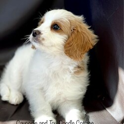 Adopt a dog:Toy Cavoodle First Generation . register breeder DNA tested parents///Younger Than Six Months,I’m a proud registered breeder of Cavoodle and Toy Poodle Cottage.My Toy Cavoodle puppies are looking for their forever homes.Mother is a beautiful , healthy Cavalier King Charles and dad is a cheeky Toy poodle.Both parents are highly intelligent, dad only weighing 4.5 kg and mum at 8kg.Parents are DNA tested and vet check on a regular basis to ensure there healthy at all times.Both are my family pets and available for viewing.These pups were born 24.4.21 are ready for their new forever homes at 8 week