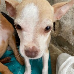 Kimble/Chihuahua/Female/Baby Adopt a dog:Kimble/Chihuahua/Female/Baby,