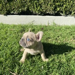 Adopt a dog:French Bulldog Purebred Puppies/French Bulldog//Younger Than Six Months,We have 4 gorgeous purebred French bulldog puppies.✳️ 3 males✳️ 1 femaleMum is Chocolate and Dad is a Lilac and tan with a full pedigree papers from MDBA. Parents are all DNA clear.Puppies are healthy and playful. They have been raised in a living family home with children around. They are in the process of toilet training and are eating high quality puppy food with a good source of nutrition.Puppies will come with the following:✳️ microchipped✳️ vaccinated✳️ vet checked✳️ wormed 2,4,6 and 8 weeks✳️ flea treated✳️ full pedigree papersFor any inquiries please call us on ******** 040 - Geoff. No time wasters only serious buyer would prefer to entertain. REVEAL_DETAILS MDBA member # 19143
