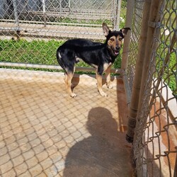 Bagel/Affenpinscher/Male/Young Adopt a dog:Bagel/Affenpinscher/Male/Young,