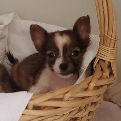 Taco/Chihuahua/Female/Young Adopt a dog:Taco/Chihuahua/Female/Young,
