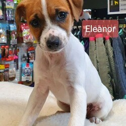 Adorable baby Jack Russell x mini foxy puppies///Younger Than Six Months,Adorable tiny mini foxy x jack Russell female puppies8 weeks old2 females availableGreat temperament, will make an excellent pet*Comes with 1st vaccination* Vet Checked*Microchip number- 991003001487151Microchip number - 991003000751620Microchip number - 991003000751612NSWKC21009384Call ******** 534 for more info REVEAL_DETAILS Suitable for apartments