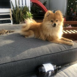 Pomeranian male looking for a new home/Pomeranian//Older Than Six Months,Looking for a new home familyFor more details, text me