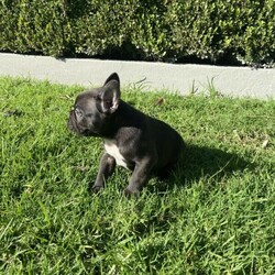 Adopt a dog:French Bulldog Purebred Puppies/French Bulldog//Younger Than Six Months,We have 4 gorgeous purebred French bulldog puppies.✳️ 3 males✳️ 1 femaleMum is Chocolate and Dad is a Lilac and tan with a full pedigree papers from MDBA. Parents are all DNA clear.Puppies are healthy and playful. They have been raised in a living family home with children around. They are in the process of toilet training and are eating high quality puppy food with a good source of nutrition.Puppies will come with the following:✳️ microchipped✳️ vaccinated✳️ vet checked✳️ wormed 2,4,6 and 8 weeks✳️ flea treated✳️ full pedigree papersFor any inquiries please call us on ******** 040 - Geoff. No time wasters only serious buyer would prefer to entertain. REVEAL_DETAILS MDBA member # 19143
