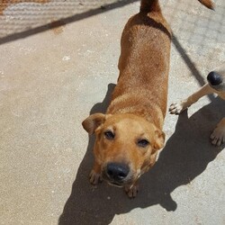 Russet (Molly Mae)/Affenpinscher/Female/Adult Adopt a dog:Russet (Molly Mae)/Affenpinscher/Female/Adult,