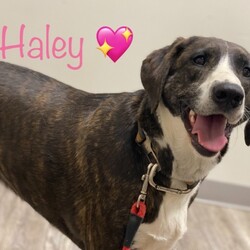 Adopt a dog:HALEY/Mountain Cur/Female/Adult,LOCATED IN CROSSVILLE, CUMBERLAND COUNTY, TN. WE CAN TRANSPORT OUT OF STATE