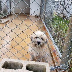 Vicente/Shih Tzu/Male/Adult Adopt a dog:Vicente/Shih Tzu/Male/Adult,
