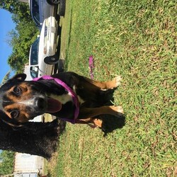 Denver/Affenpinscher/Male/Adult Adopt a dog:Denver/Affenpinscher/Male/Adult,
